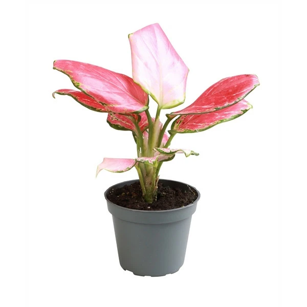Aglaonema 'Red Dragon' - Cowell's Garden Centre | Woolsington