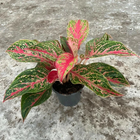 Aglaonema 'Red Emerald'