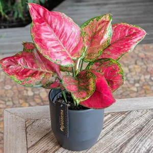 Aglaonema 'Red Joy' - image 2