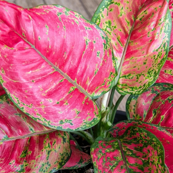 Aglaonema 'Red Joy' - image 3