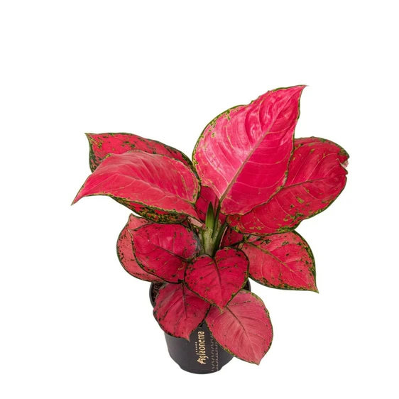 Aglaonema 'Red Joy' - image 1