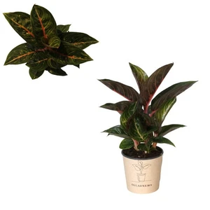 Aglaonema 'Red Ruby'