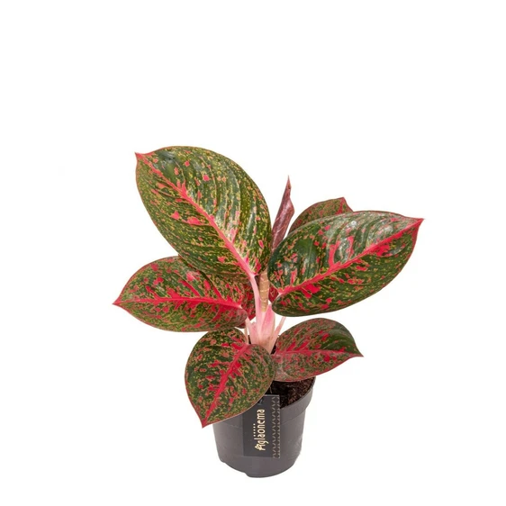 Aglaonema 'Red Sprinkles' - image 1