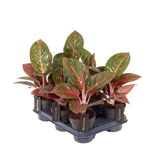 Aglaonema 'Red Sprinkles' - image 2