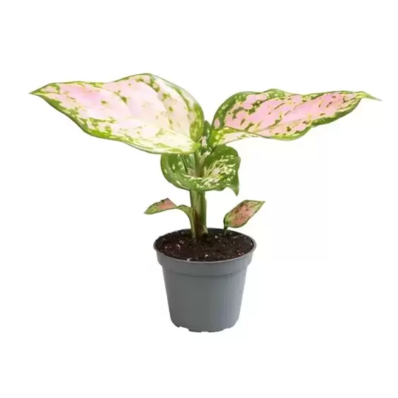 Aglaonema 'Red Valentine'