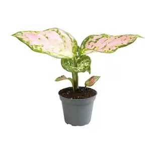 Aglaonema 'Red Valentine' 6cm