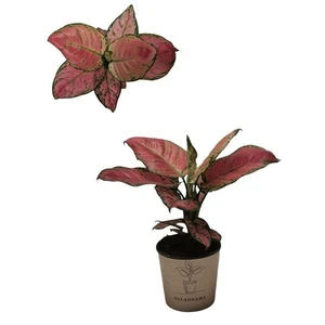 Aglaonema 'Red Valentine' 12cm
