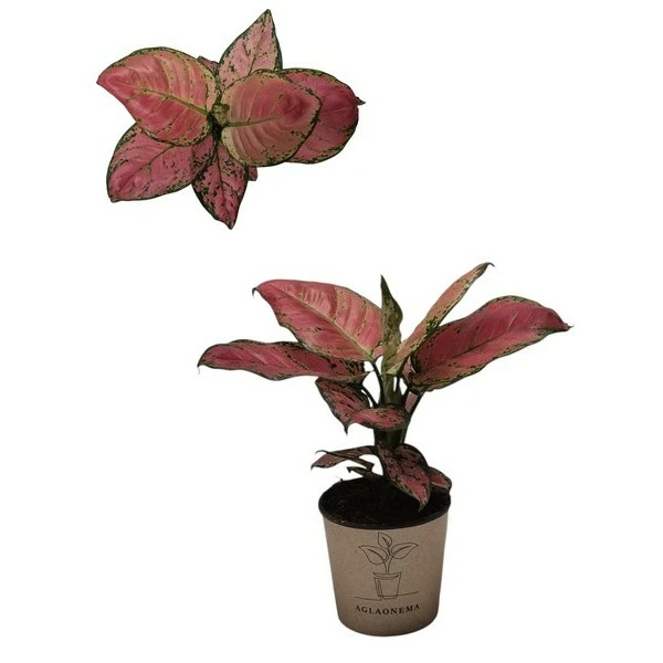 Aglaonema 'Red Valentine' 12cm - Cowell's Garden Centre | Woolsington