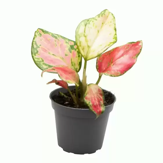 Aglaonema 'Red Zirkon'