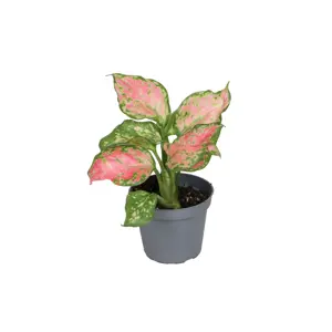 Aglaonema 'Rich Red'