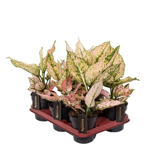 Aglaonema 'Rosy' - image 2