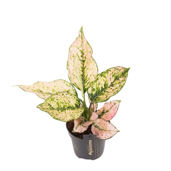 Aglaonema 'Rosy' - image 1