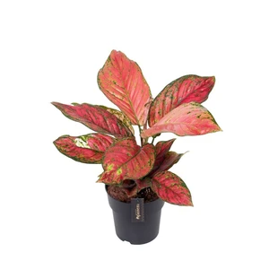 Aglaonema 'Ruby Love'