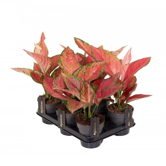 Aglaonema 'Ruby Love' - image 2