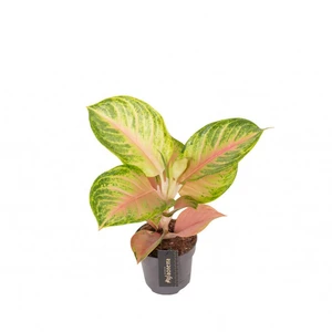Aglaonema 'Sakura Mochi'