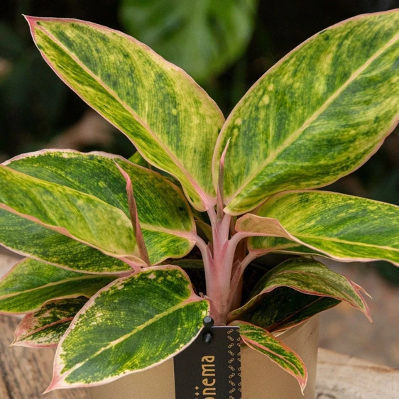 Aglaonema 'Salmon Fantasy' - image 2