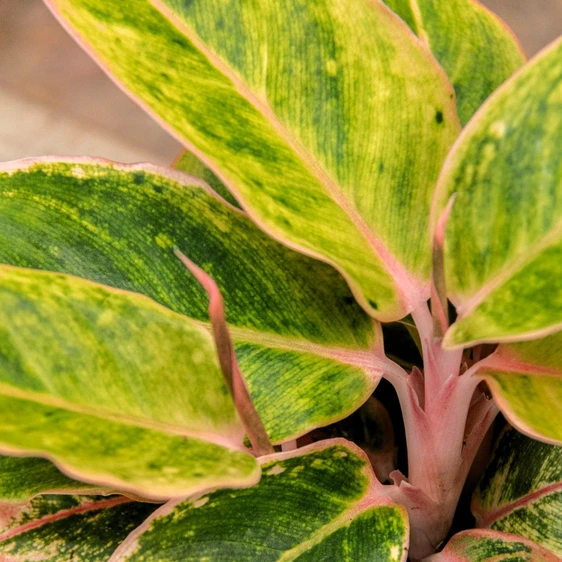 Aglaonema 'Salmon Fantasy' - image 3