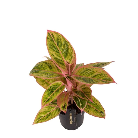 Aglaonema 'Salmon Fantasy' - image 1