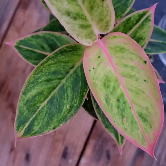 Aglaonema 'Salmon Fantasy' - image 4