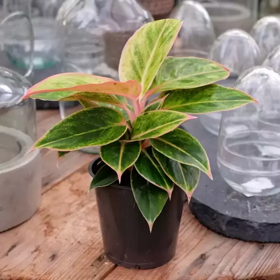 Aglaonema 'Salmon Fantasy' - image 5