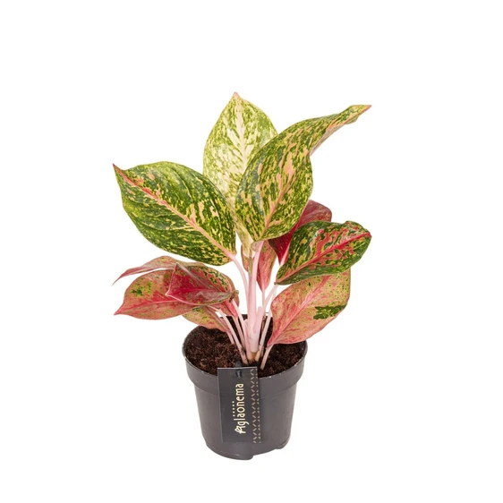 Aglaonema 'Samba Red'