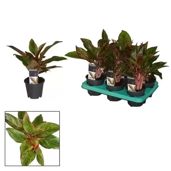 Aglaonema 'Siam'