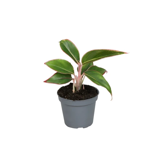 Aglaonema 'Siam Aurora'