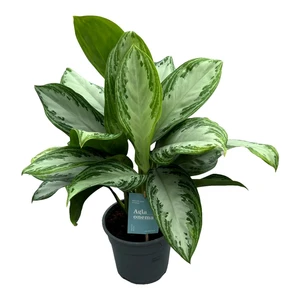 Aglaonema 'Silver Bay' 17cm