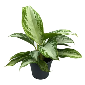 Aglaonema 'Silver Bay' 14cm