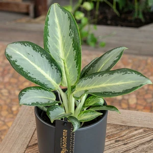 Aglaonema 'Silver Blue' - image 2