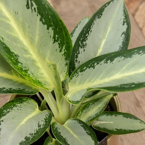 Aglaonema 'Silver Blue' - image 3