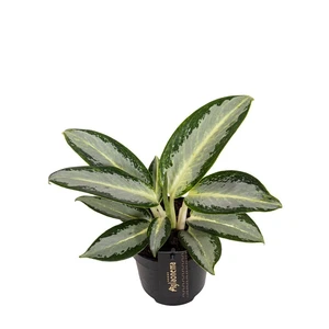 Aglaonema 'Silver Blue' - image 1