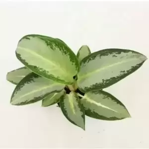 Aglaonema 'Silver Blue' - image 2