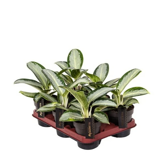 Aglaonema 'Silver Blue' - image 4