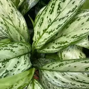 Aglaonema 'Silver Queen' - image 2