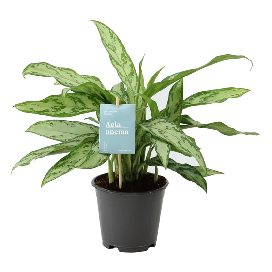 Aglaonema 'Silver Queen' - image 1