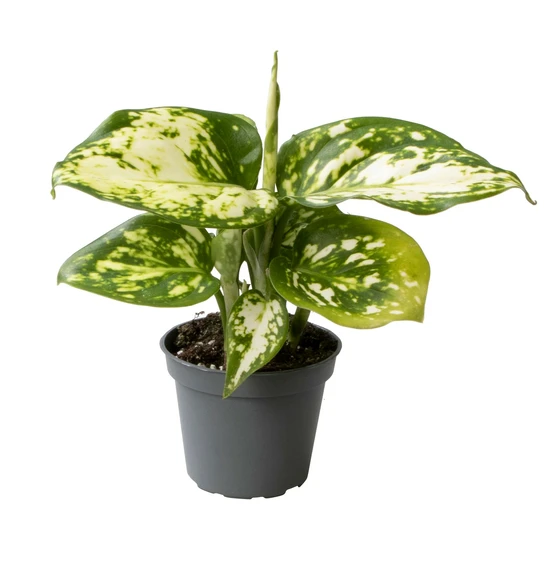 Aglaonema 'Snowflake'