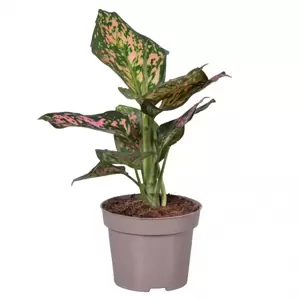 Aglaonema 'Spotted Star'