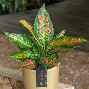 Aglaonema 'Strawberry Baby' - image 2