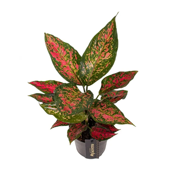 Aglaonema 'Strawberry Baby' - image 1