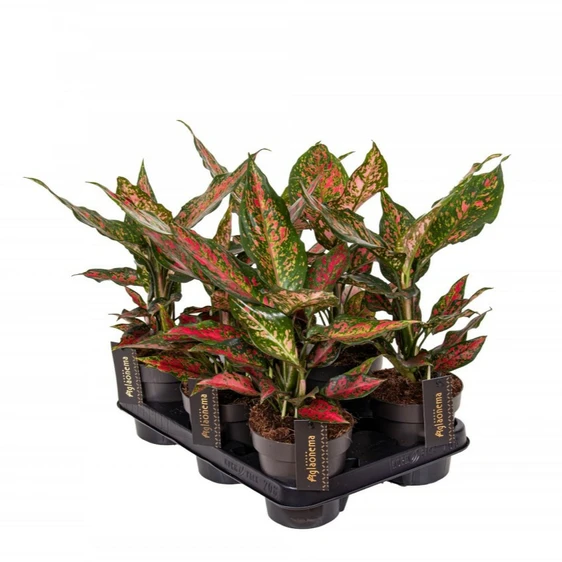 Aglaonema 'Strawberry Baby' - image 3