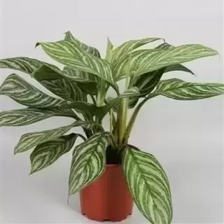 Aglaonema 'Stripes' 17cm - image 2