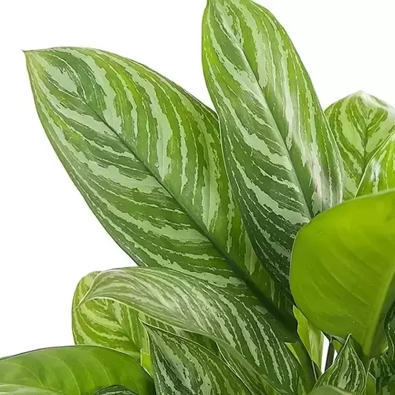 Aglaonema 'Stripes' 12cm