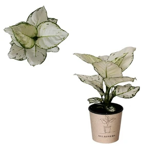 Aglaonema 'Super White'