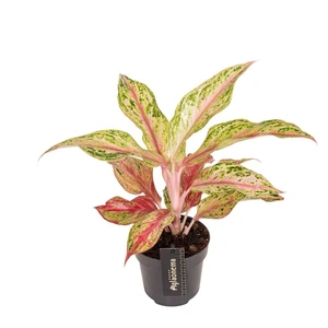 Aglaonema 'Tahiti Red' - image 2