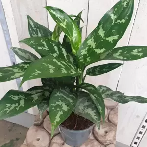 Aglaonema 'Tigres' - image 2