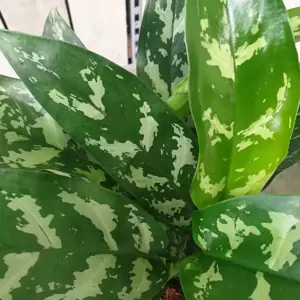 Aglaonema 'Tigres' - image 2