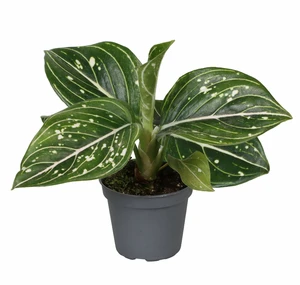 Aglaonema 'Tom's Pride'