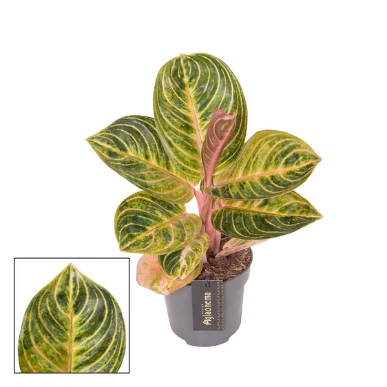 Aglaonema 'Tourmaline Gold' - image 1