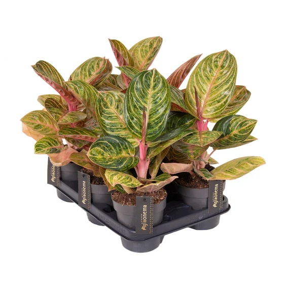 Aglaonema 'Tourmaline Gold' - image 2